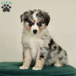 Hunter, Miniature Australian Shepherd Puppy
